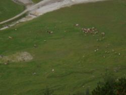 2013-09-08_6Falkenh-Steinfalk (340).JPG